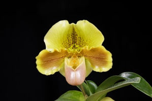 Paphiopedilum Happy Shamrock Golden Child AM/AOS 80 pts.